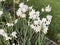 Photo of Clusters of Small White Narcissus Ariel Blooms