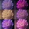 Photo collage with colorful asters