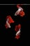 Photo collage flaying and dancing betta siamese fighting fish on a water isolated on black background Halfmoon Rosetail Mascot