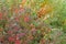 Photo of colorful autumn bushes.
