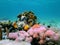 Photo of a colorful coral reef