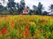 a photo of a colorful plant landscape on a tour of the province of Lampung in the country of Indonesia