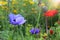 Photo of colorful poppies in the green field