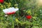 Photo of colorful poppies in the green field