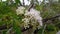 a photo of the Common boneset or Eupatorium perfoliatum plant with blooming flowers