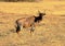 A photo of a common tsessebe antelope