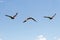 Photo composition of Western marsh harrier Circus aeruginosus in flight in Donana national park, Spain