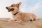 Photo of corgi playing in sand at beach