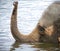 photo of a couple of elephants swimming