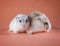 Photo of the couple Jungar hamsters