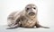 photo of crabeater seal on white background. Generative AI