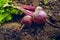 Photo for creativity on agricultural topics â€” fresh unwashed beets on the ground.
