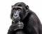 photo of crested black macaque isolated on white background. Generative AI