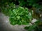 photo of curly leaves of a unique and beautiful basil plant around my yard