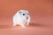 Photo cute Jungar hamster walking