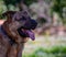 photo of a cute mongrel dog similar to a German shepherd but with molossian ears.