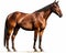 photo of cutting horse isolated on white background. Generative AI