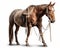 photo of cutting horse isolated on white background. Generative AI