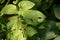 Photo of damaged potato leaves.