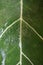 A photo of a dark green leaf shaped love and has a unique and cool leaf bone