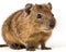 photo of dassie rat isolated on white background. Generative AI