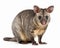 photo of dasyurid marsupial isolated on white background. Generative AI