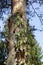 Photo of decorative grapes entwined with a pine trunk.