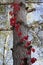 Photo of decorative grapes entwined with a pine trunk.