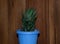 Photo of decorative indoor .Haworthia houseplant