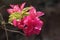 Photo defocused Bougainvillea in red.