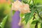 Photo defocused Hibiscus Rosa-sinensis Yellow.