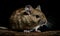 photo of degu genus Octodon on black background. Generative AI