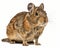 photo of degu genus Octodon isolated on white background. Generative AI