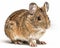 photo of degu genus Octodon isolated on white background. Generative AI