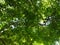 Photo of a dense canopy of trees and vines.