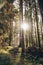 Photo of a dense coniferous forest. The rays of the morning sun break through the branches of trees in the forest. A path leading