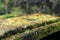 Photo depicting a bright green moss on an old stone in a rainforest of Bali island. Closeup of moss in a jungle.