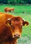 Photo depicting a milky brown lovely herd of cows. Cows graze on