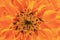Photo depicts a abstract sweet orange flower background from marigold Tagetes flower petals.