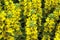 The photo depicts a lot of yellow flowers
