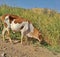 Photo of a desert cow eating grass.