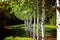 Photo for design and background, white birch trunks,