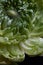 Photo detail of a dianthus flower with water drops, green clove flower