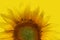 Photo detail of nice sunflower