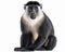 photo of diana monkey isolated on white background. Generative AI