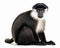 photo of diana monkey isolated on white background. Generative AI