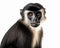 photo of diana monkey isolated on white background. Generative AI