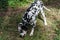 Photo of a dog of the Dalmatian breed walking through the forest