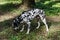 Photo of a dog of the Dalmatian breed walking through the forest