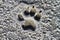 Photo of dog footprint on the salty beach ground, photo of nature